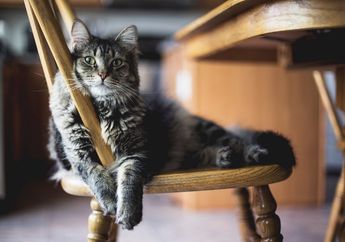 Kucing di Belgia Alami Gejala COVID-19, Apakah Kucing Bisa Menularkan Virus pada Manusia?