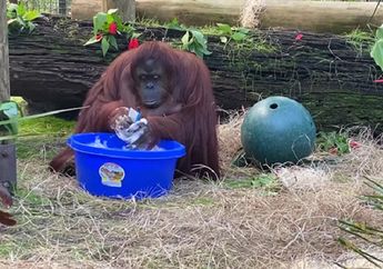 Wah, Sandra Sang Orangutan Ternyata Juga Rajin Mencuci Tangan dan Menjaga Kebersihan Sekitarnya!