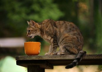 Sering Diabaikan, Kucing yang Selalu Lapar Bisa Jadi Pertanda Punya Masalah Kesehatan!