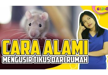 Ingin Mengusir Tikus dari Rumah? Coba Gunakan 5 Bahan Alami Ini