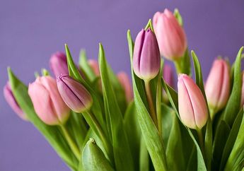Bukan dari Belanda, Bunga Tulip Ternyata Berasal dari Turki! Inilah 5 Fakta Penyebarannya