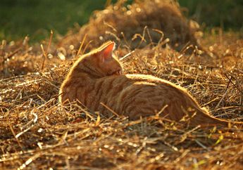 Malah Berbahaya! Kucing Tidak Perlu Dijemur untuk Dapatkan Vitamin D, Ahli Sarankan Lakukan Ini untuk Kucing