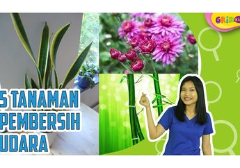 Selain Membuat Sejuk, 5 Tanaman Ini Juga Bisa Bersihkan Udara
