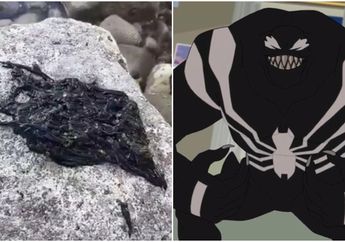 Viral Makhluk Mirip Simbiosis Venom, Ternyata Mahluk Itu Salah Satu Hewan Terpanjang di Dunia