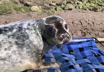 Anak Anjing Laut yang Ditemukan 24 Kilometer dari Laut Akhirnya Pulang ke Rumah