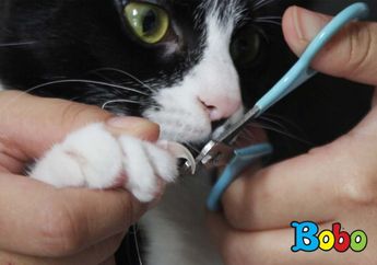 Menggunting Kuku Kucing Harus Hati-Hati! Ini Tips Menggunting Kuku Kucing Tanpa Melukainya