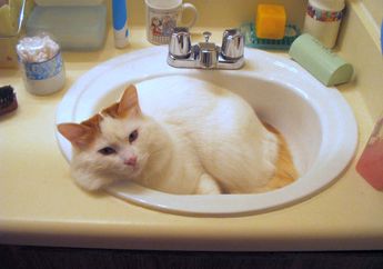 Meski Dikenal Takut Air, Ada Kucing yang Suka Air dan Bahkan Ada Keluarga Kucing yang Jago Berenang