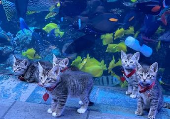 Gemas! Anak Kucing dan Anjing dari Penampungan Hewan Ini Diajak Jalan-Jalan di Akuarium
