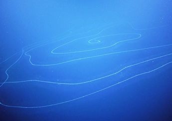 Ditemukan di Lautan Australia, Hewan Ini Punya Tubuh yang Panjangnya Mencapai 45 Meter!
