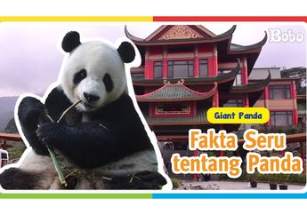 Fakta Seru Panda, Berat saat Baru Lahir Hanya Setara 2 Butir Telur!