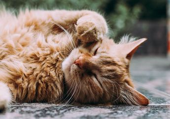 Meski Kucing Suka Tidur di Siang Hari dan Bisa Melihat dalam Gelap, Ternyata Kucing Bukan Hewan Nokturnal
