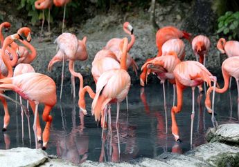 Wow! Penelitian Ini Mengungkap Flamingo Juga Punya Teman Akrab
