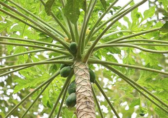 Banyak yang Tidak Suka, Daun Pepaya Ternyata Punya 4 Manfaat untuk Kesehatan Tubuh!