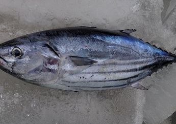 5 Tips Memilih Ikan Segar Agar Nutrisinya Bisa Bermanfaat untuk Tubuh!