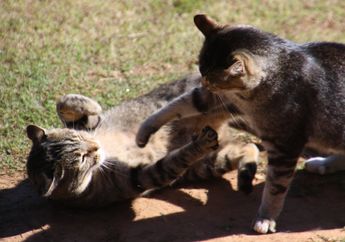 Sering Terganggu Karena Suara Kucing Bertengkar? Simak Penyebab dan Cara Memisahkannya