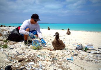 Mulai dari Burung Hingga Mamalia, Hewan Apa Saja yang Terdampak Sampah Plastik di Lautan?