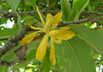 Ada yang Aromanya Seperti Pisang, Cari Tahu Serba-serbi Bunga Cempaka, Bunga Harum yang Ada di Lagu Bungong Jeumpa