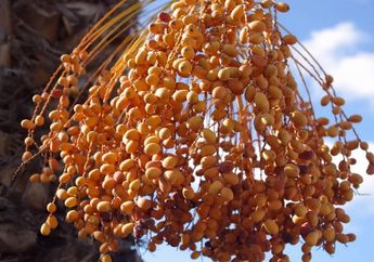 Kurma yang Kita Konsumsi Adalah Kurma Kering, Apakah Nutrisinya Berbeda dengan Kurma Segar?