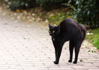 Kucing Hitam Sering Dikaitkan dengan Cerita Seram atau Nasib Buruk, Simak Asal Mulanya di Video Ini