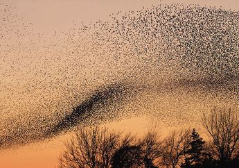 Ratusan Burung Bisa Terbang Selaras dalam Fenomena Ini, Cari Tahu Penjelasannya, yuk!