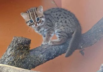Pernah Tahu Spesies Kucing Terkecil yang Langka? Ada Spesies Kucing Terkecil yang Baru Lahir di Suaka Margasatwa Inggris