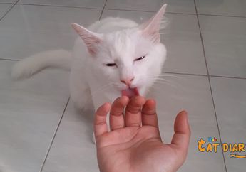 Tanganmu Sering Dijilati Kucing? Ternyata Ini Sebabnya! Salah Satunya Membalas Kebaikan