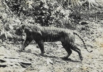 Sempat Terlihat Hewan Mirip Harimau Jawa, Apakah Harimau Jawa Belum Punah? Ini Kata Ahli