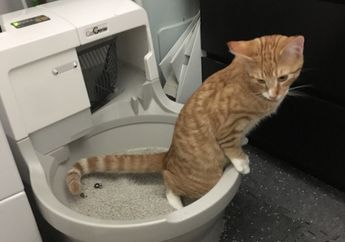 Hentikan Kebiasaan Buang Kotoran Kucing ke Toilet! Ini Akibatnya