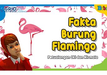 Bisa Berdiri dengan Satu Kaki Tanpa Jatuh, Ketahui Fakta Seru Flamingo