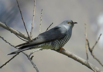 Keren! Burung Ini Memecahkan Rekor Terbang Sejauh 12.000 Kilometer Lewati Belasan Negara