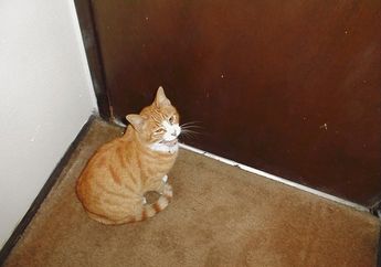 Kucing Tahu Kapan Kamu Pulang dan Selalu Menunggu di Depan Pintu? Ternyata Ini Sebabnya