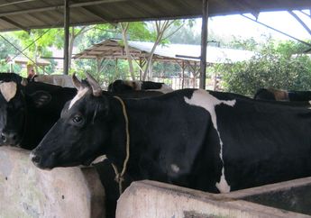 Sapi Masih Terlihat Masih Mengunyah Setelah Makan, Mengapa Begitu?