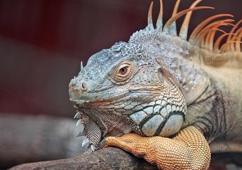 Selain 2 Mata Utama, Iguana Ternyata Memiliki Mata Ketiga yang Juga Penting, Apa Fungsinya, ya?