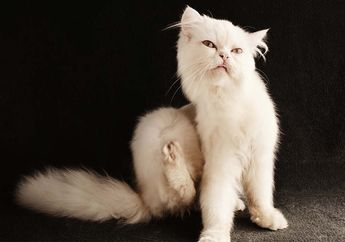 Kutu Kucing Bisa Menyebabkan Masalah pada Kesehatan Manusia, Coba Cek Tubuh Kucing Peliharaanmu!