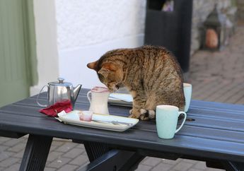 Kucing Suka Menjatuhkan Barang dari Atas Meja? Salah Satu Alasannya Karena Ingin Cari Perhatian