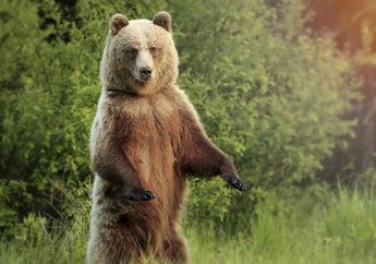 Siapakah Pemenangnya? Gigitan Beruang Grizzly atau Ular Mamba Hitam