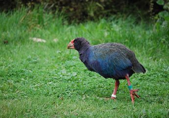 Pernah Dianggap Punah, Burung dari Selandia Baru Ini Tak Bisa Terbang Meski Punya Sayap