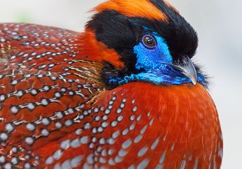 Wow, Bentuk Burung Asal India Ini Unik, lo! Yuk, Kita Cari Tahu!