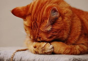 Waspada Kesehatan Kucing Kesayangan, Ini 7 Penyakit Berbahaya yang Bisa Menyerang Kucing