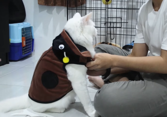 Gemas! Ini Aksesoris Lucu untuk Kucing Peliharaan, Mulai dari Baju Hingga Kacamata Hitam
