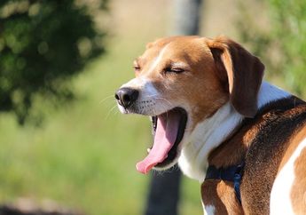 Anjing Sering Terlihat Menguap, Apakah Hal Ini Menandakan kalau Ia Mengantuk?