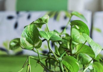 Mudah Ditemukan dan Punya Aroma yang Khas, Daun Sirih Punya Berbagai Manfaat Baik untuk Kesehatan, Salah Satunya Menurunkan Tekanan Darah!
