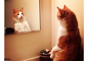Inilah yang Terjadi Kalau Kucing Peliharan Menemukan Cermin, Ada yang Terkejut Hingga Berpose Lucu!