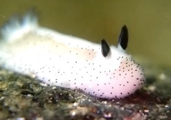 Sea Bunny, Hewan Laut yang Menggemaskan dan Mirip Kelinci Ini Ternyata Beracun!