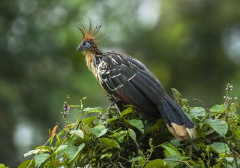Burung Hoatzin, Burung Mirip Archaeopteryx dari Hutan Amazon