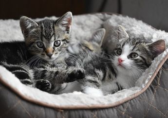 Meski Tidak Sempat Memanggil Dokter Hewan, KIta Bisa Bantu Kucing Peliharaan Melahirkan di Rumah, Simak Caranya!