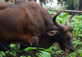 Banteng Menjadi Lambang Sila Ke-4 Pancasila, Bagaimana Cara Hidupnya?