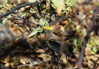 Burung Vampire Finch dari Galapagos Ini Suka Makan Darah, Ini Keunikannya