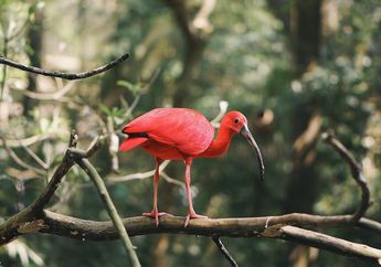 Uniknya Burung Scarlet Ibis, Berwarna Merah Karena Makanannya