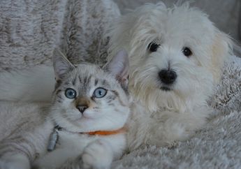 BERITA POPULER: Tanda Virus Parvo pada Kucing dan Anjing Hingga Manfaat Minum Air Putih saat Perut Kosong